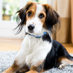 Ein braun-schwarz-weißer Hund mit längerem Fell liegt auf einem Teppich.