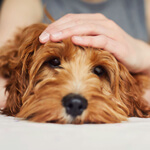 Ein brauner Hund hat Kopf und Pfoten auf eine Mauerbank gelegt.
