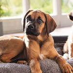 Ein brauner Hund liegt auf einem Sofa.