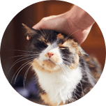 Eine helle getigerte Katze liegt auf einem weißen Tuch.